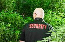 California PPO marijuana security